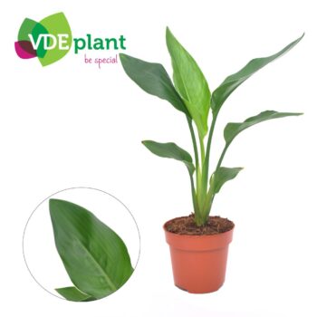 Strelitzia Reginea