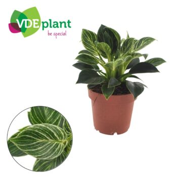 Philodendron White Wave
