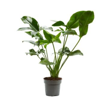 Philodendron Fun Bun