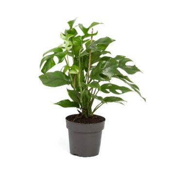 Monstera Minima