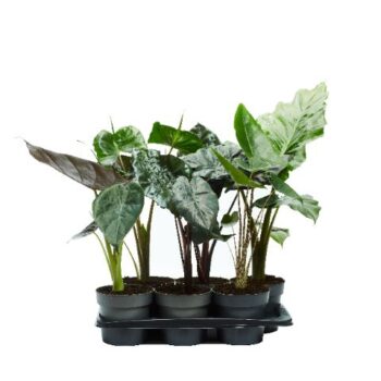 Alocasia mix