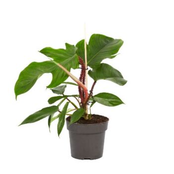 Philodendron Squamiferum