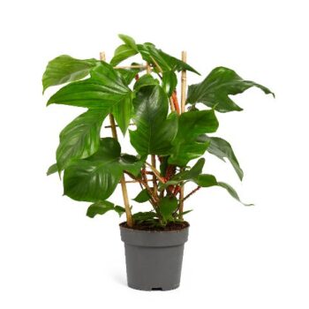 Philodendron Squamiferum Cage