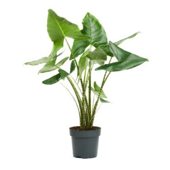 Alocasia Zebrina