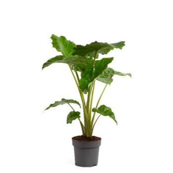 Alocasia Portodora