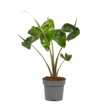 Alocasia Macrorrhiza Stingray