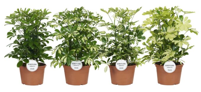 Schefflera Mix Toef