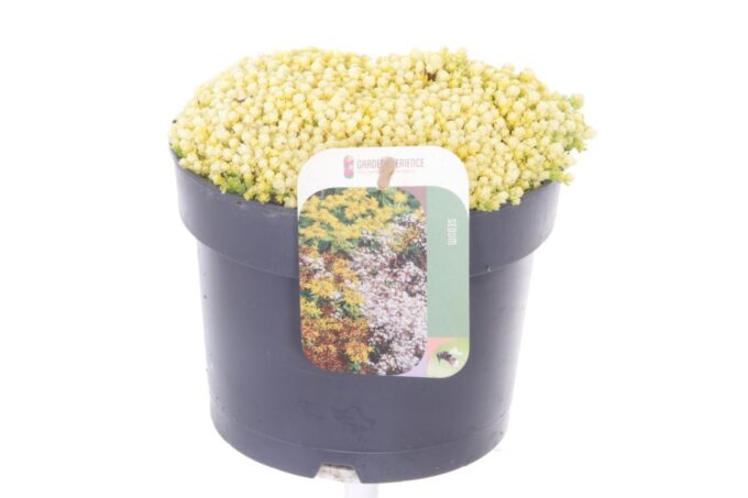 Sedum acre Yellow Queen