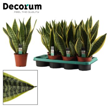 Sansevieria Superba