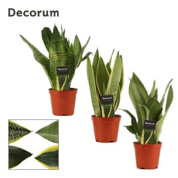 Sansevieria Super mix