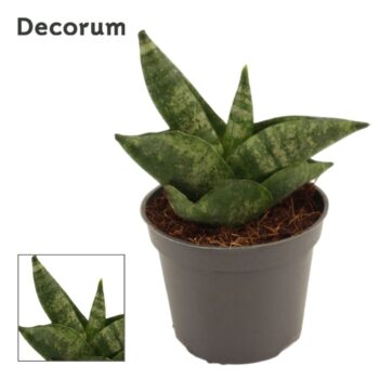 Sansevieria Boncellensis