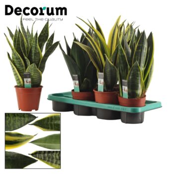 Sansevieria Super mix