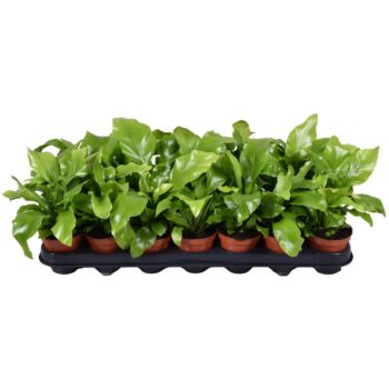 Asplenium Nidus