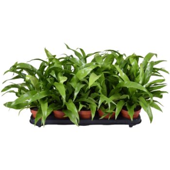 Asplenium Antiquum