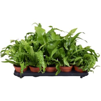 Asplenium Mix