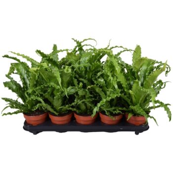 Asplenium Osaka