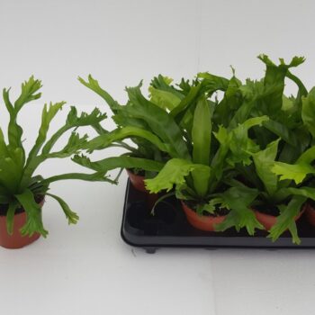 Asplenium Crissie