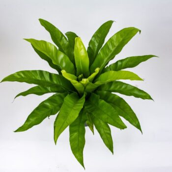 Asplenium Antiquum