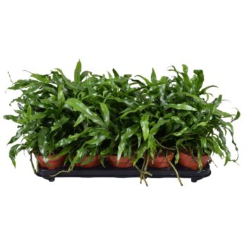 Microsorum Diversifolium