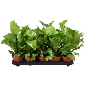 Asplenium Nidus