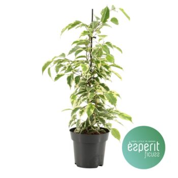 Ficus  Samantha