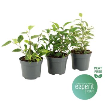 Ficus Benjamina Mix