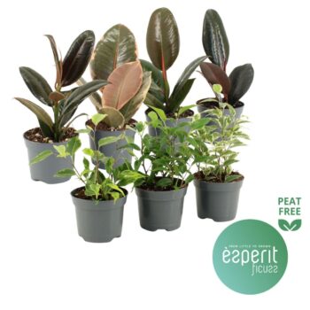 Ficus Mix