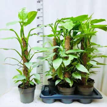 Philodendron Silver Queen