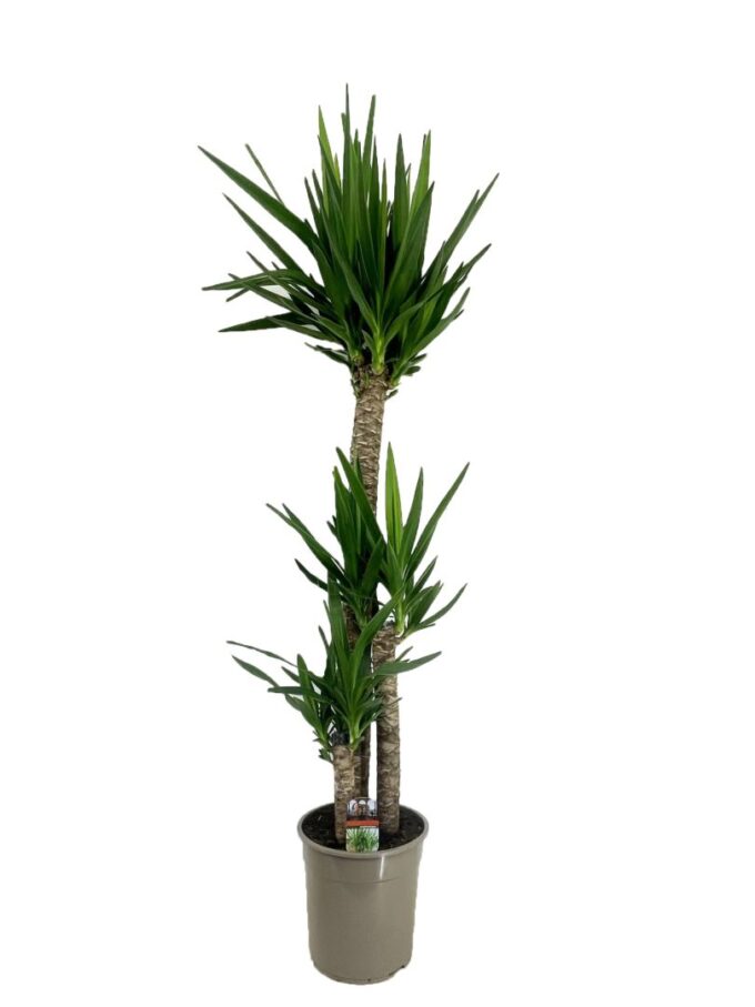 Yucca elephantipes 120-60-30