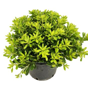 Pittosporum tobira nanum