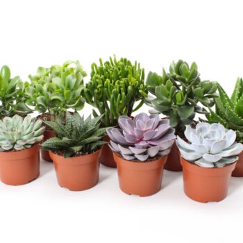 Succulent mix 12