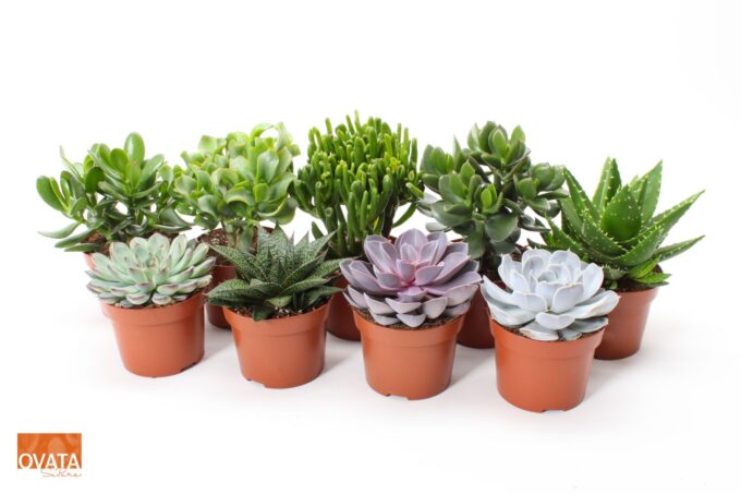 Succulent mix 12