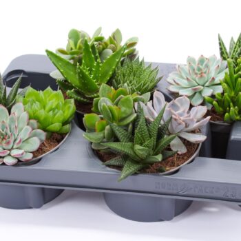 Succulent bowl 13
