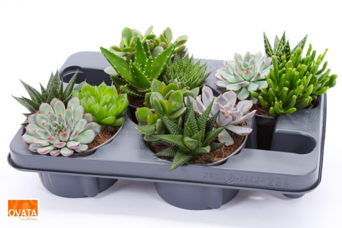 Succulent bowl 13