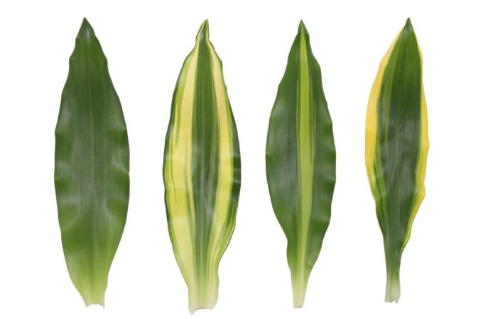 Dracaena 2 color mix, 11 cm pot