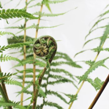 Dicksonia Antarctica