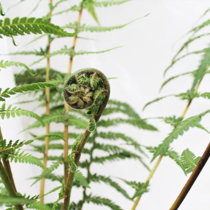 Dicksonia Antarctica