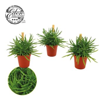 Senecio Himalaya