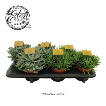 Senecio mix