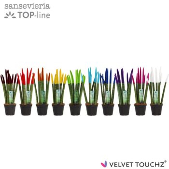 Sansevieria Velvet Mix