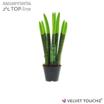 Sansevieria Velvet Green