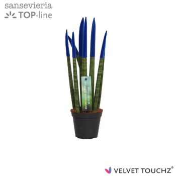 Sansevieria Velvet Blue