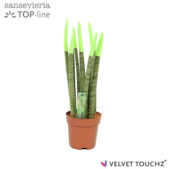 Sansevieria Velvet Green