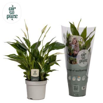 Spathiphyllum Bellini