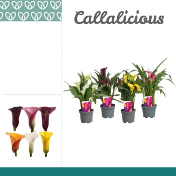 Zantedeschia Mix