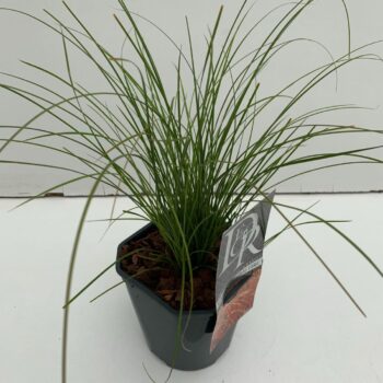 Carex Prairy Fire