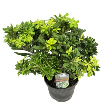 Pittosporum tobira nanum