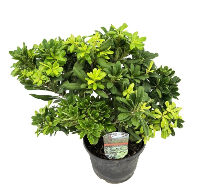 Pittosporum tobira nanum