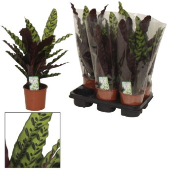 Calathea Insigne