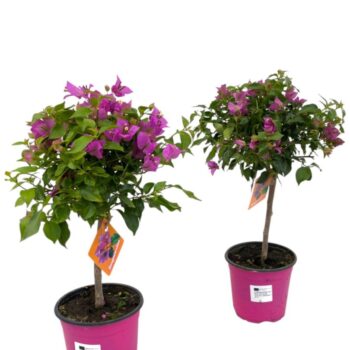 Bougainvillea Sanderiana op stam